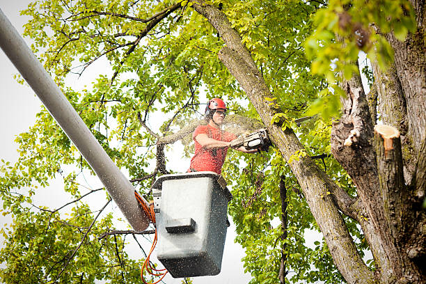 Best Tree Disease Treatment  in Mesa, AZ