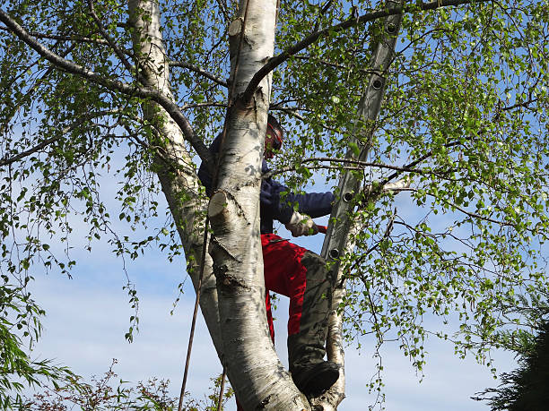 Best Tree Trimming and Pruning  in Mesa, AZ