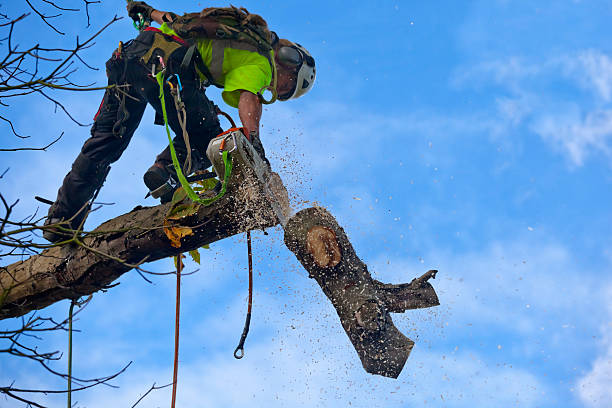 Best Tree Removal  in Mesa, AZ