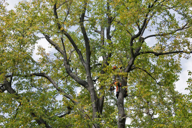 Mesa, AZ Tree Removal Services Company